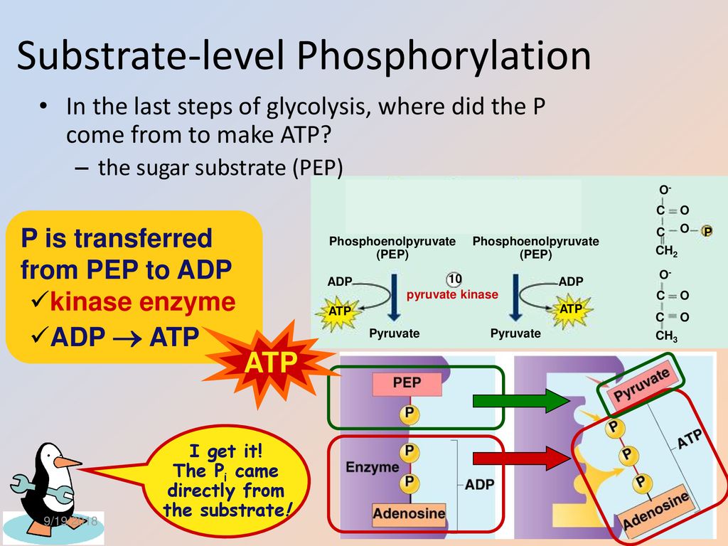 Cellular Respiration Stage 1: Glycolysis (Ch. 9) - ppt download