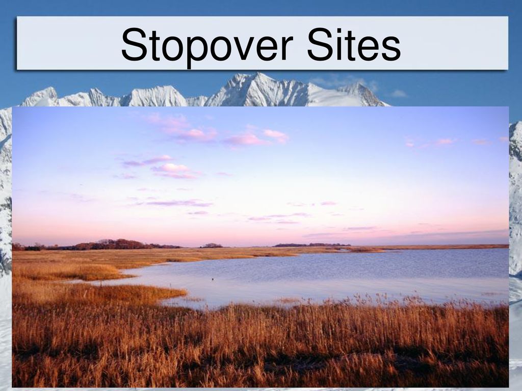 Stopover Sites