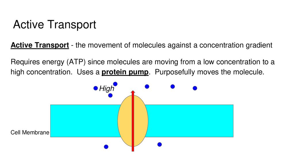 Cell Membrane and Transport - ppt download