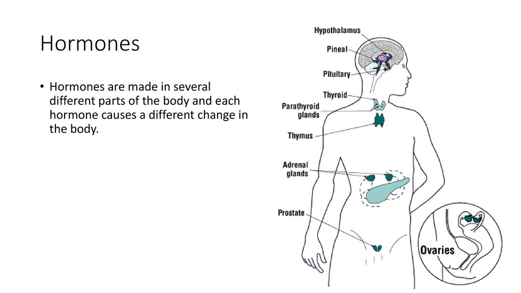 Introduction to Human Reproduction Biology Diagrams