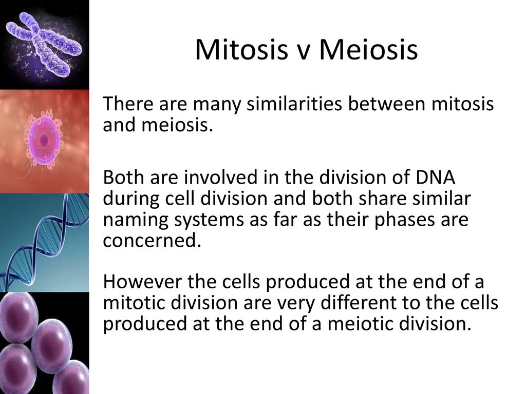 Meiosis Sexual Reproduction Ppt Download