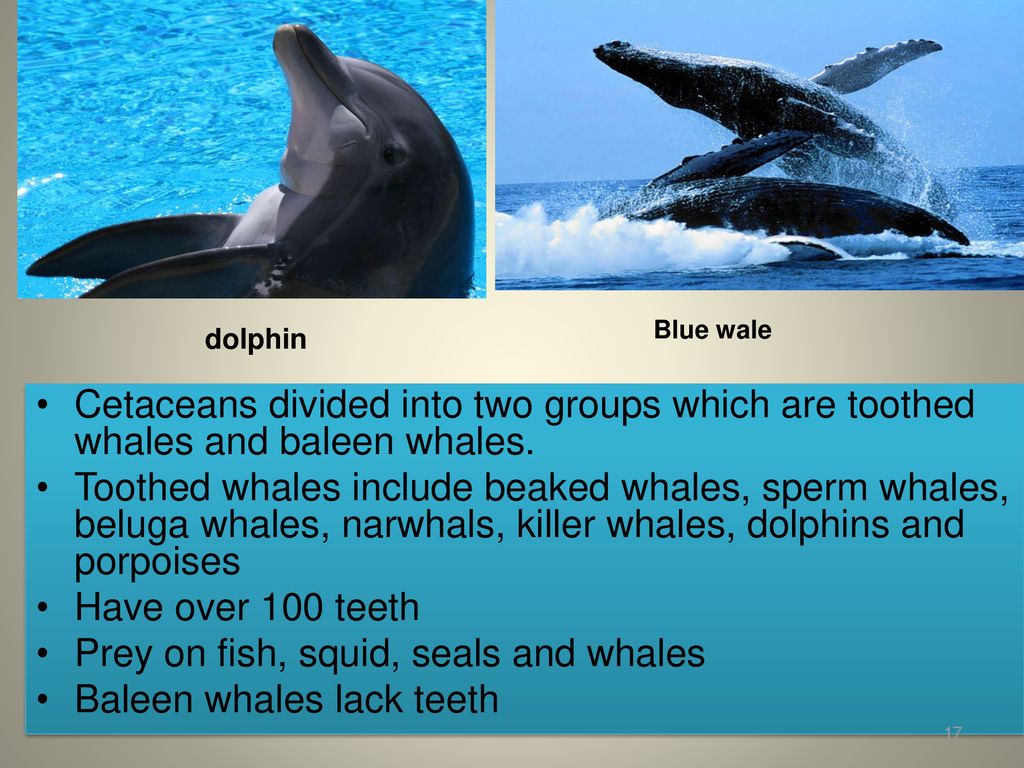 Mammals. - ppt download