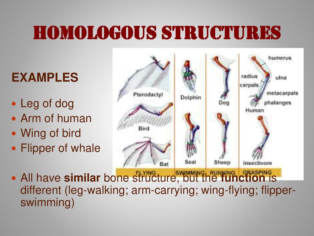 Evolution Day 1 Journal Prompt: Tell me what you know about evolution