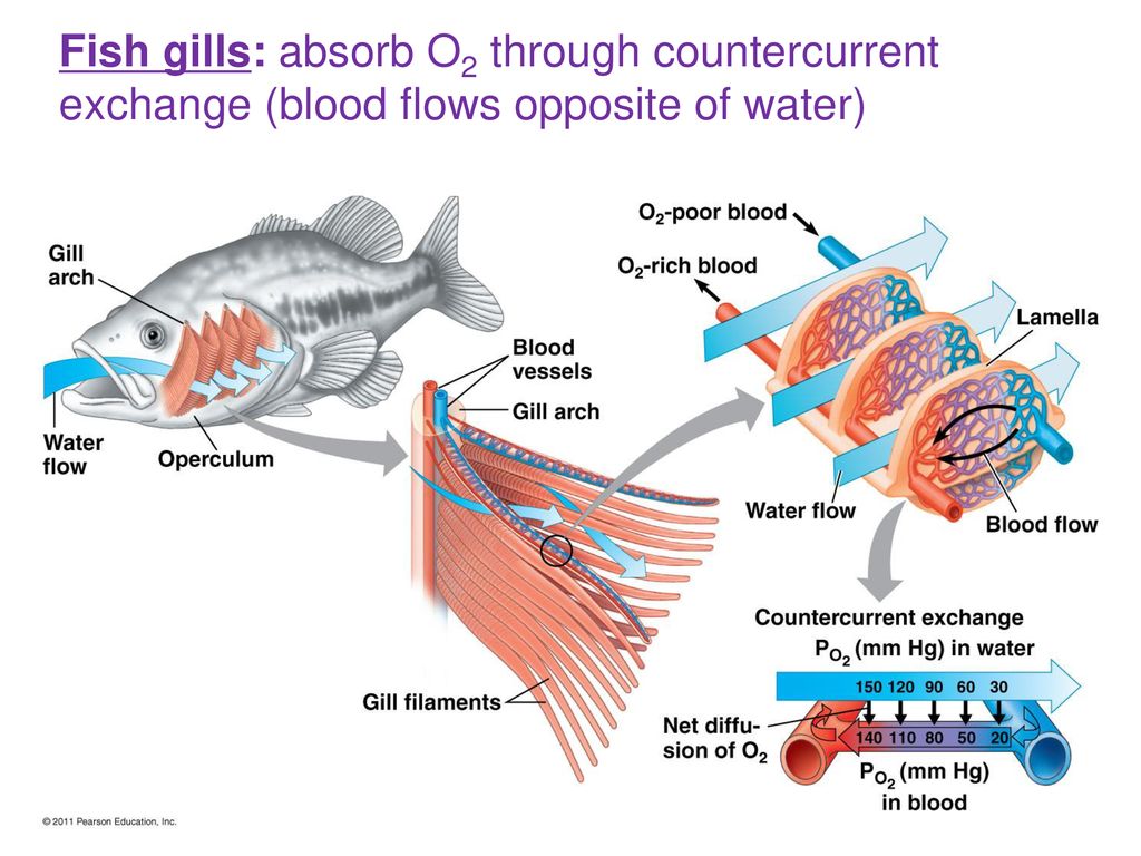 Circulation and gas exchange ppt download
