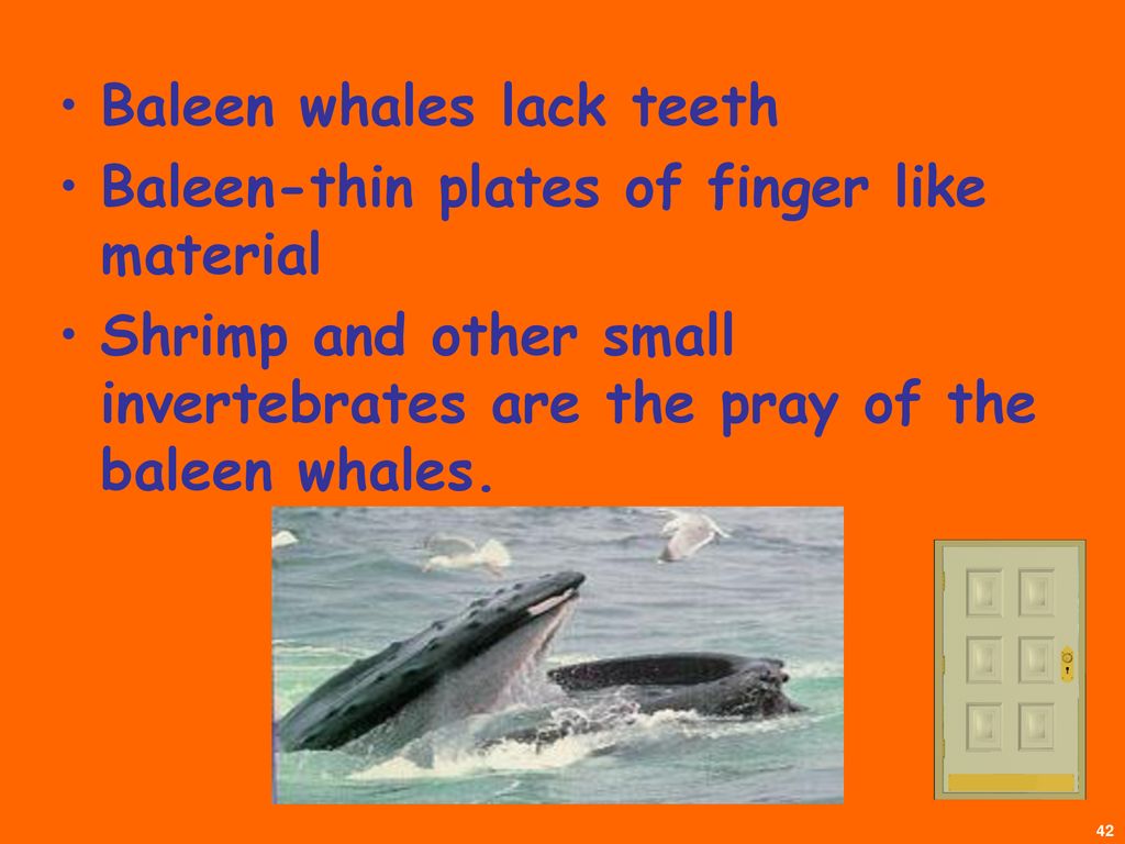 Mammals. - ppt download