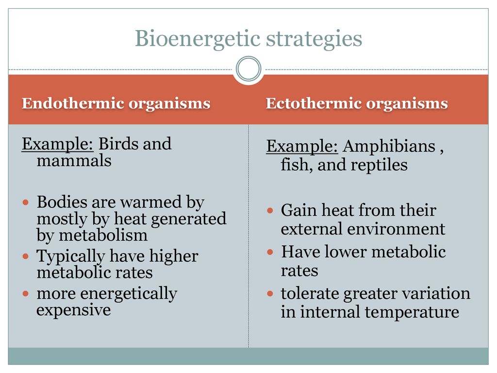 FORM, FUNCTION, HOMEOSTASIS - ppt download