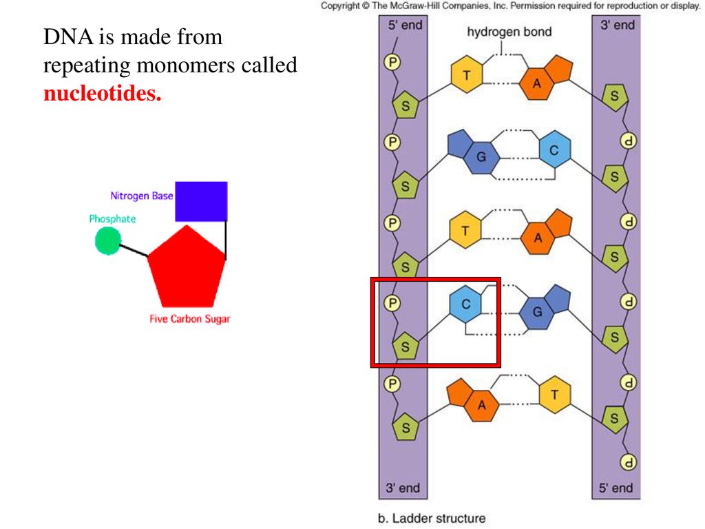 Genetic instructions for protein synthesis - ppt download