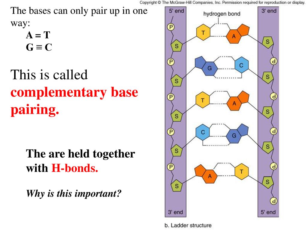 Genetic instructions for protein synthesis ppt download