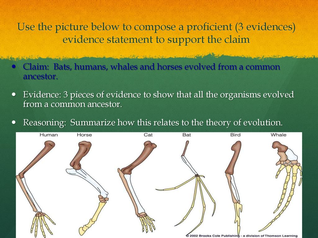Speciation comparative anatomy ppt download
