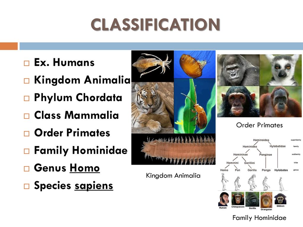 TAXONOMY. - ppt download