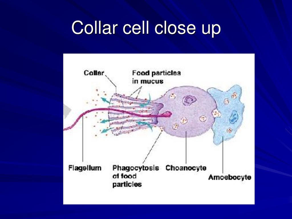 KINGDOM ANIMALIA INVERTEBRATES. ppt download