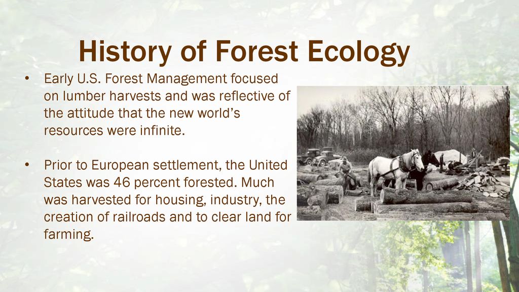 Forest Ecology Objective: Describe forest ecololgy and idenfity ...