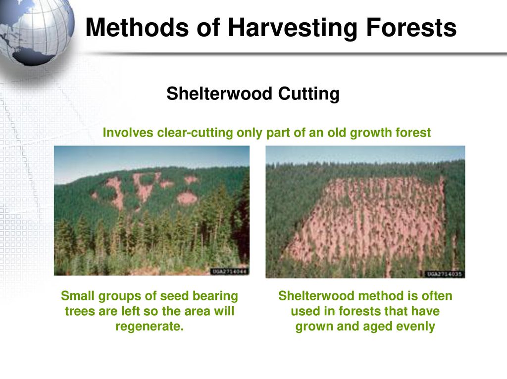 Forestry. - ppt download