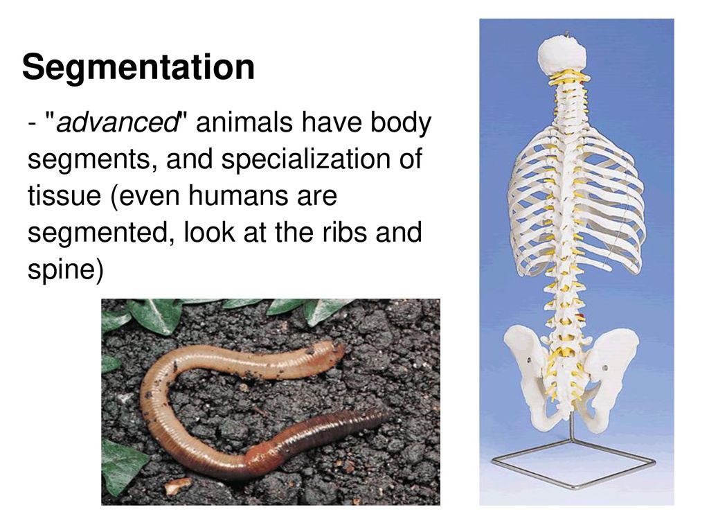 Segmentation - advanced animals have body segments, and specialization of tissue (even humans are segmented, look at the ribs and spine)