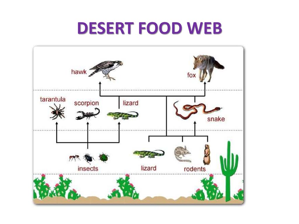 Питание характерное для пустыни. Пищевая цепочка пустыни. Цепочка питания пустыни. Цепь питания пустыни. Пищевая цепочка в пустыне.