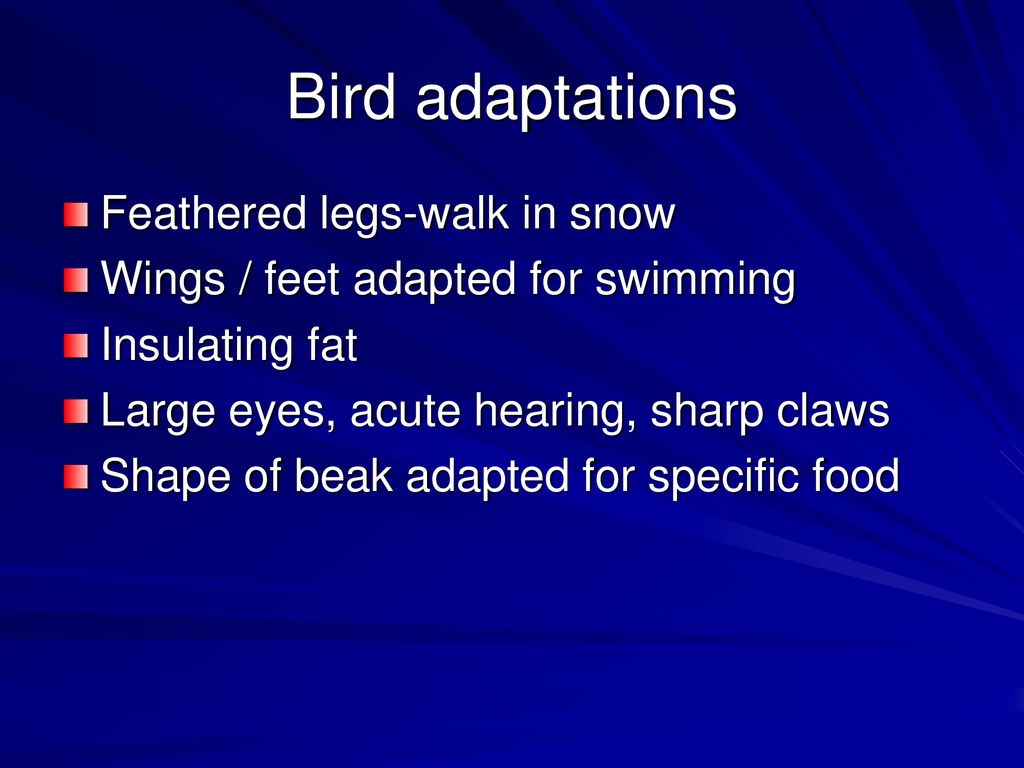Bird adaptations Feathered legs-walk in snow