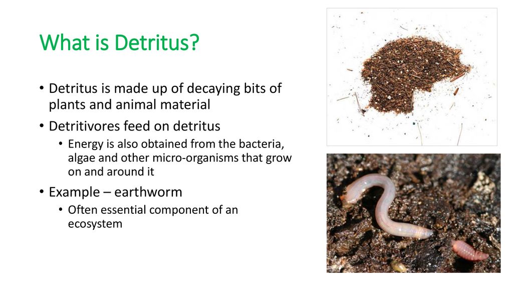 Bellwork How Are Humans Adapted For The Diet That We Eat Ppt Download bellwork-how-are-humans-adapted-for-the-diet-that-we-eat-ppt-download