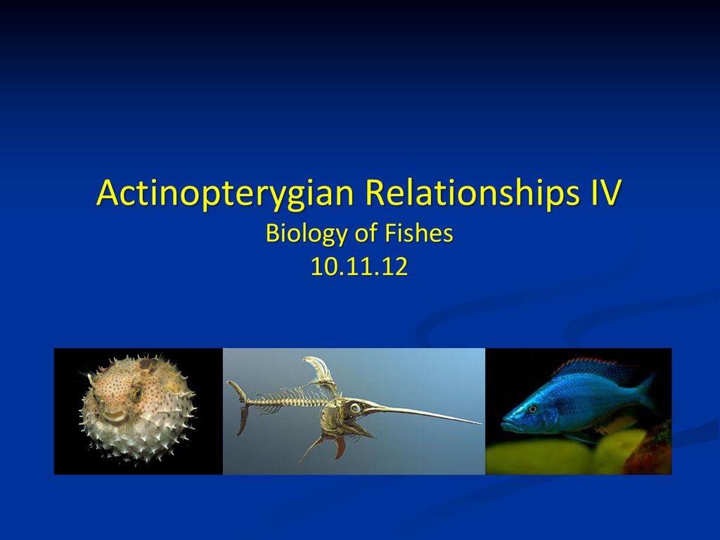 Actinopterygian Relationships IV Biology of Fishes