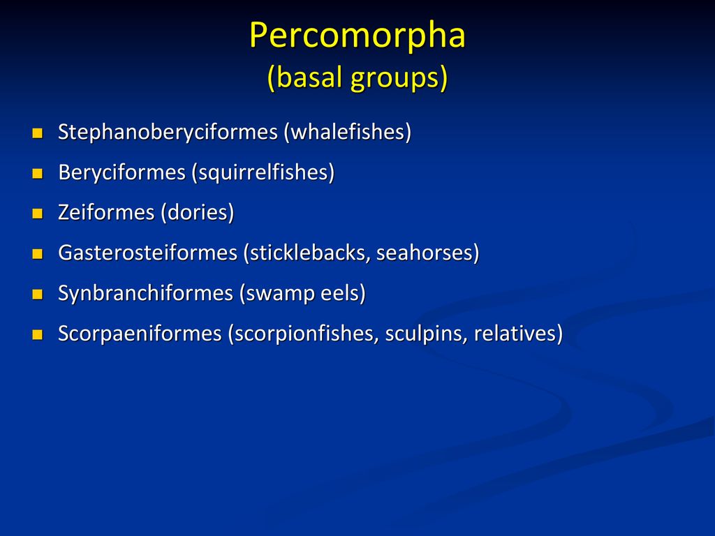 Percomorpha (basal groups)