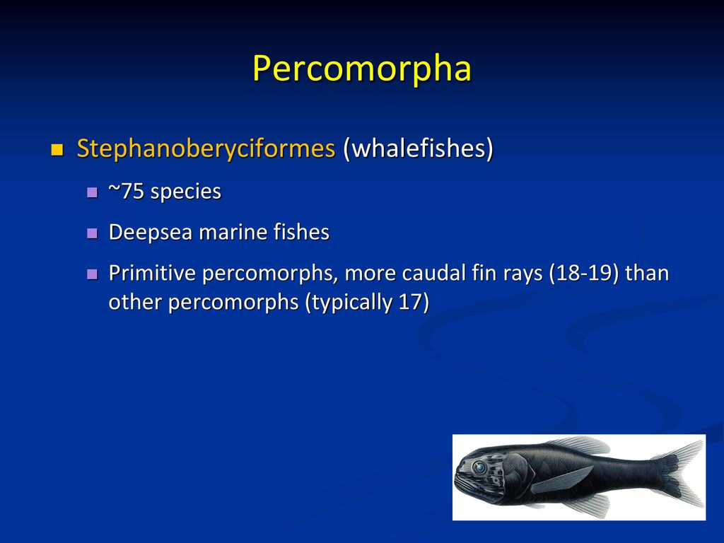 Percomorpha Stephanoberyciformes (whalefishes) ~75 species