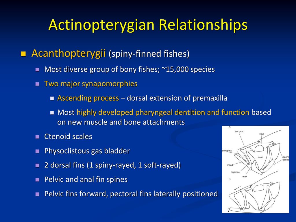 Actinopterygian Relationships