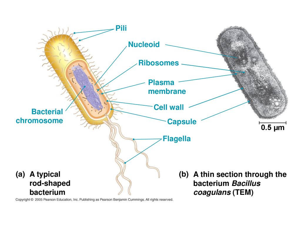 The Prokaryotes Chapter ppt download