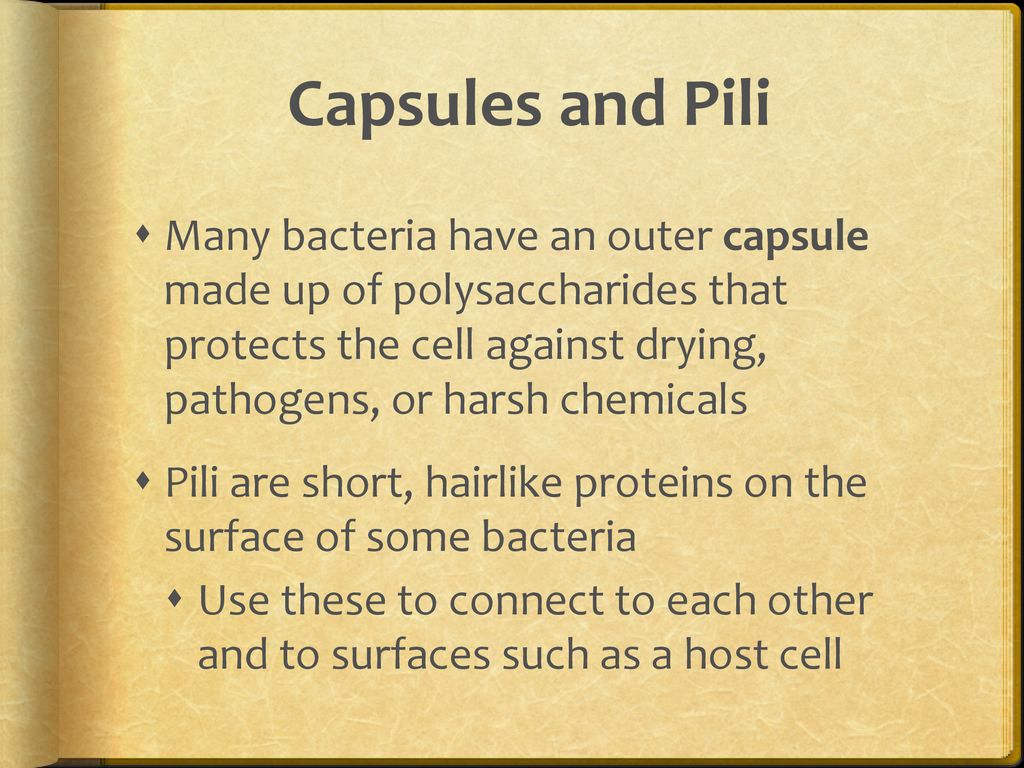 Biology of prokaryotes ppt download