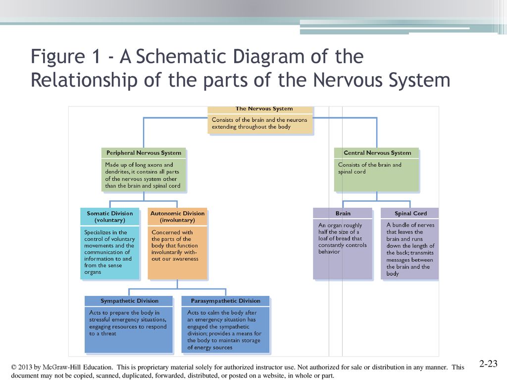 Neuroscience And Behavior Ppt Download