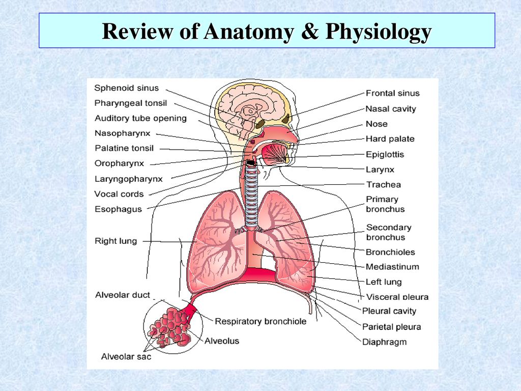 Дыхательная латынь. Дыхательная система человека на латинском. Дыхательная система анатомия на латинском. Дыхательная система атлас анатомии. Дыхательная система человека анатомия атлас.