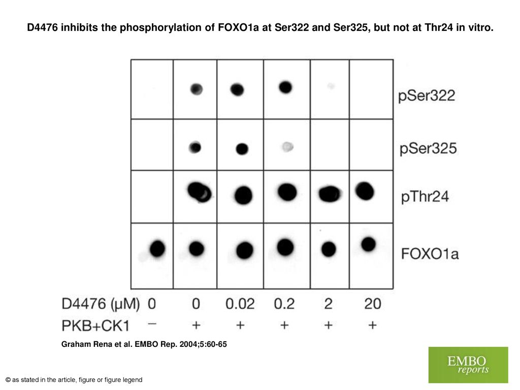 D4476 inhibits the phosphorylation of FOXO1a at Ser322 and Ser325, but not at Thr24 in vitro.