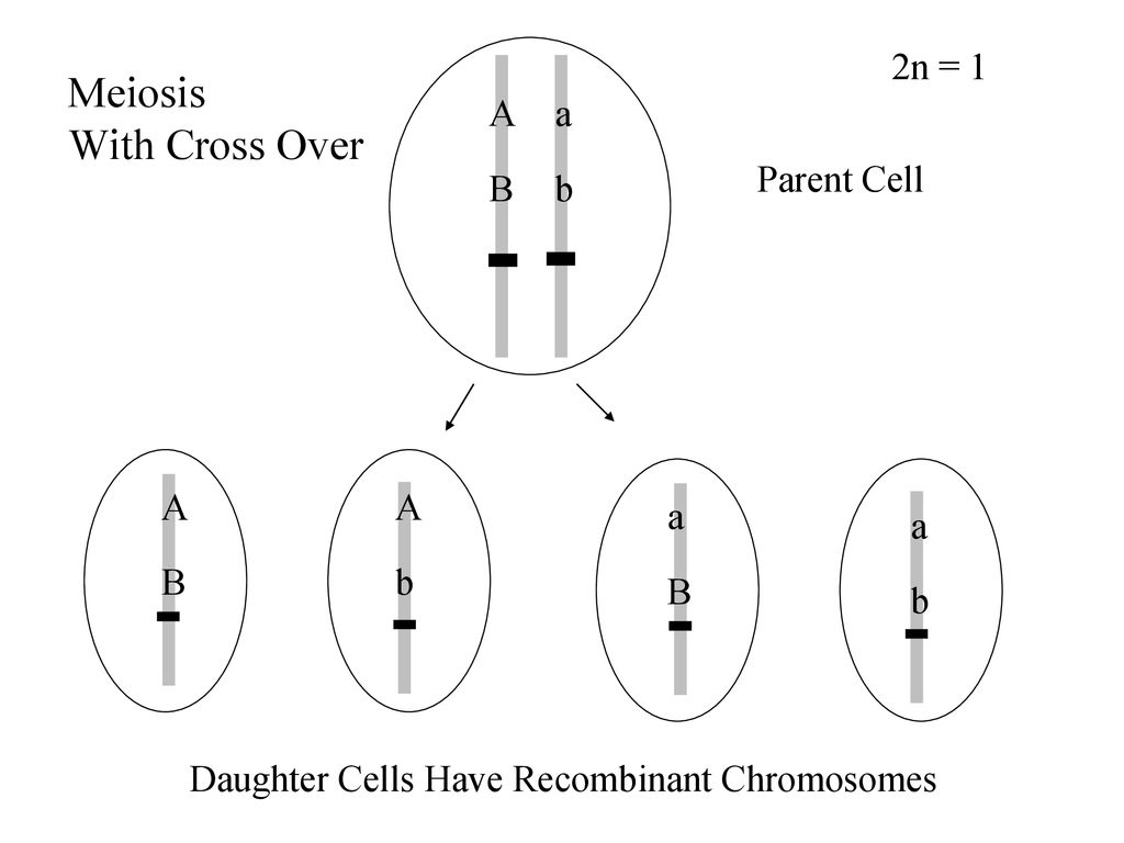 Assignments Read from Chapter 3, 3.6 (pp ), Biology Diagrams