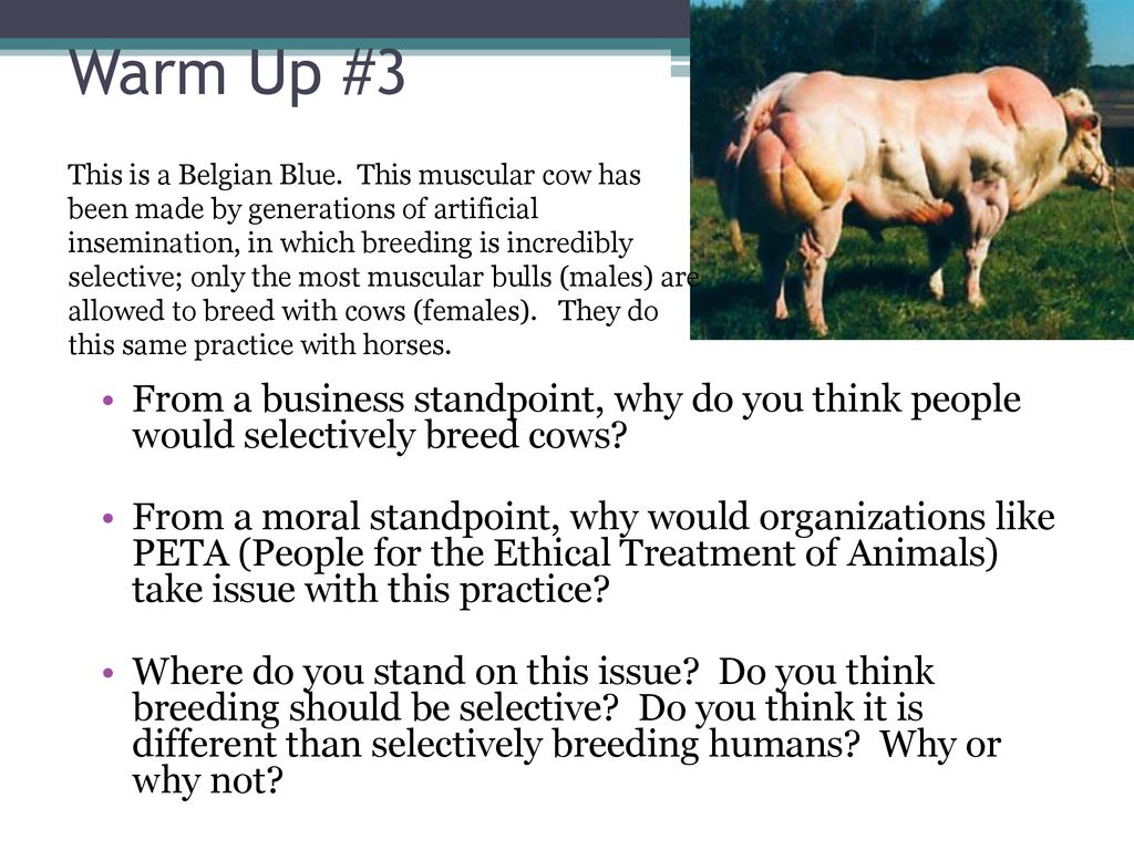 Warm Up #3 This is a Belgian Blue. This muscular cow has been made by  generations of artificial insemination, in which breeding is incredibly  selective; - ppt download