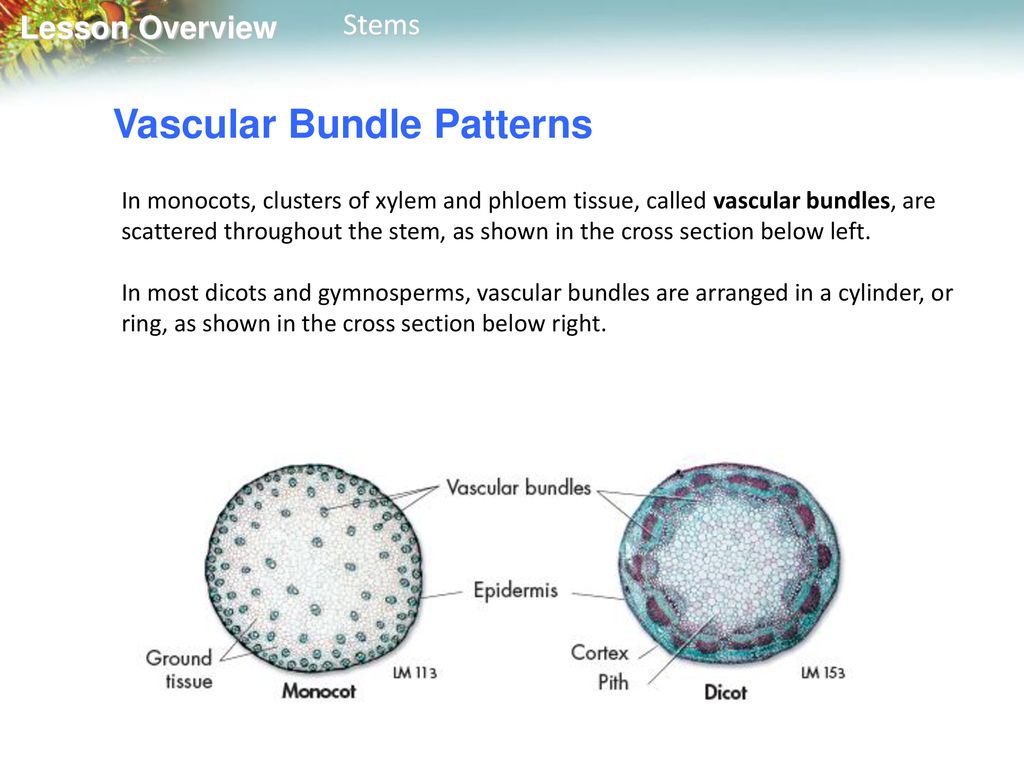 Business studies -what is the role of vascular bundles in plants