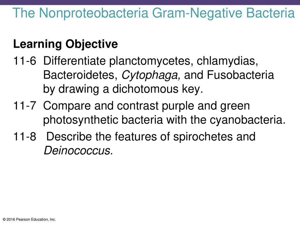 The Prokaryotes: Domains Bacteria and Archaea - ppt download