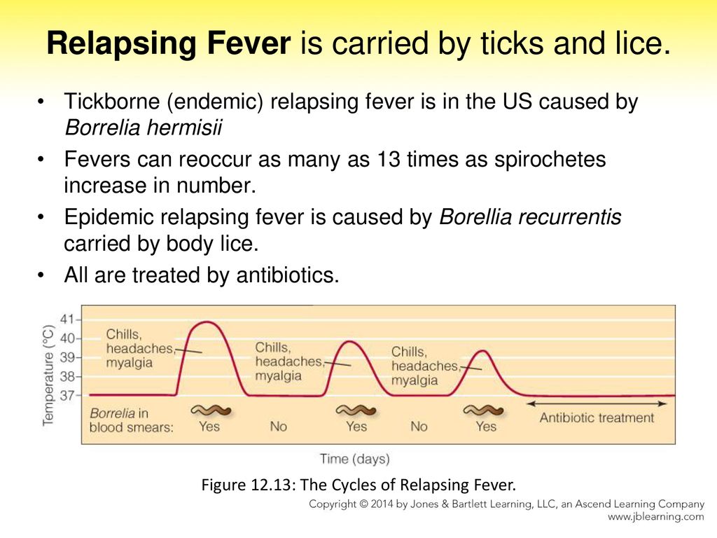 Soilborne And Arthropodborne Bacterial Diseases Ppt Download soilborne-and-arthropodborne-bacterial-diseases-ppt-download