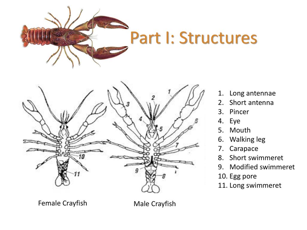Structures of Life Crayfish - ppt download