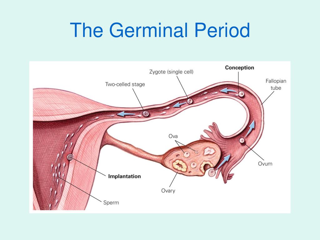 Chapter 4 prenatal development and birth ppt download