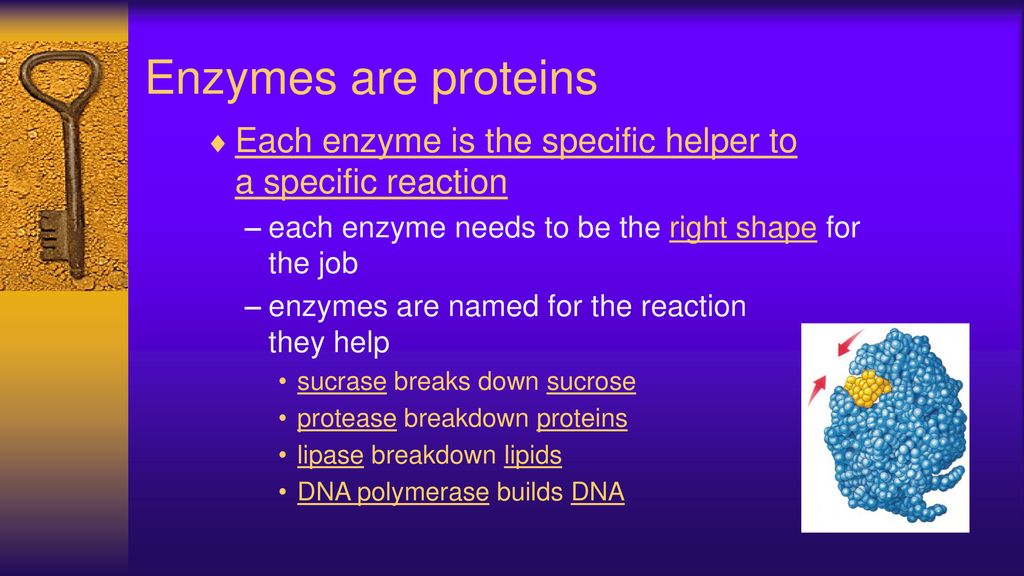Enzymes are proteins Each enzyme is the specific helper to a specific reaction. each enzyme needs to be the right shape for the job.