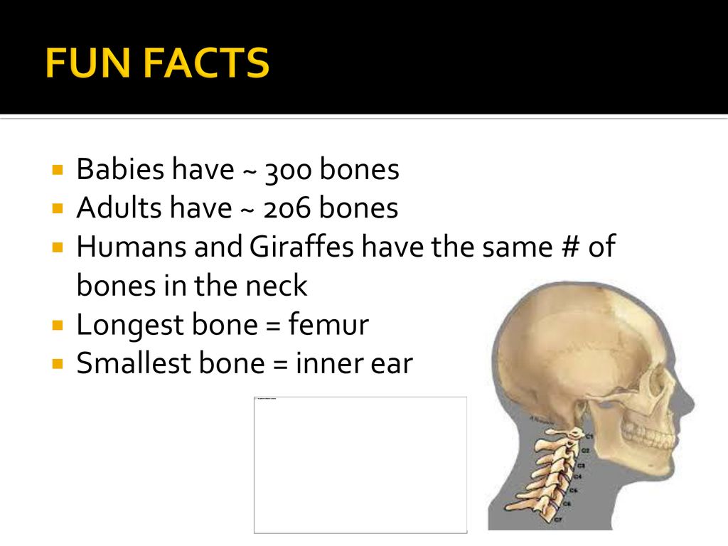 CHAPTER 6 THE SKELETAL SYSTEM. - ppt download
