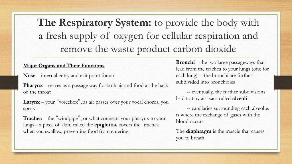 Body Systems Ppt Download