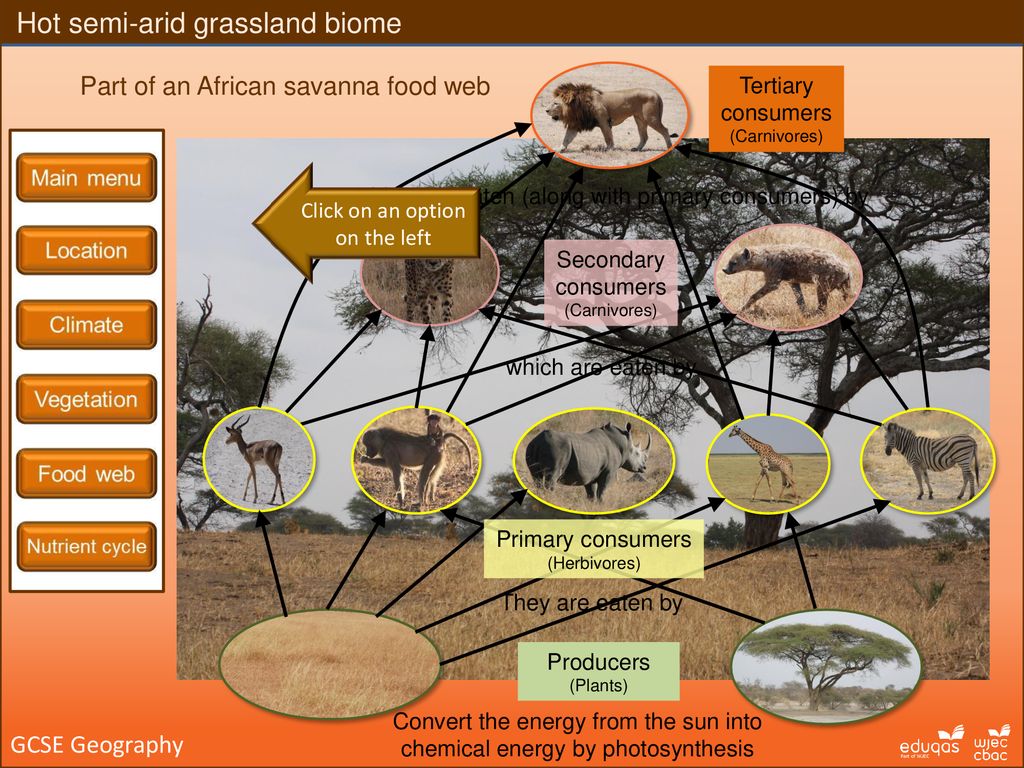 Grasslands Biome Food Web Biology Diagrams
