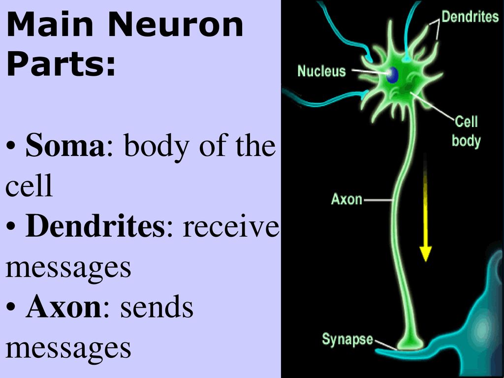 Main Neuron Parts: • Soma: body of the cell • Dendrites: receive messages • Axon: sends messages