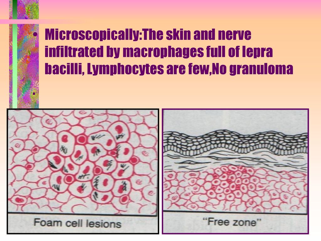 Department Of Pathology Ppt Download