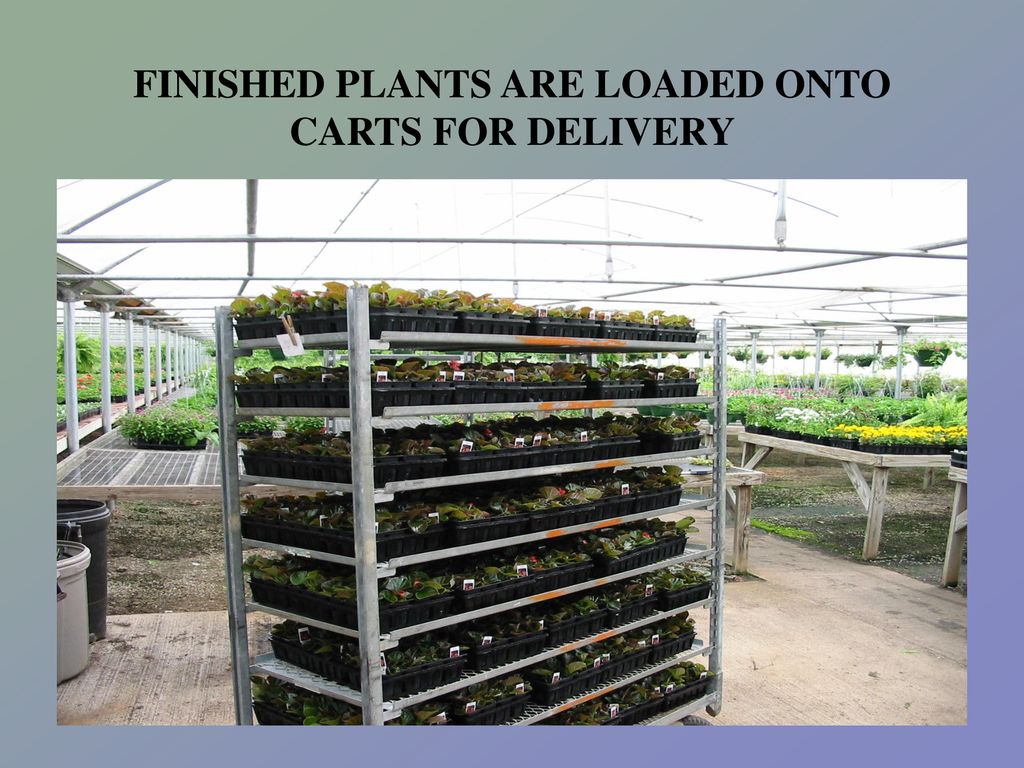 FINISHED PLANTS ARE LOADED ONTO CARTS FOR DELIVERY