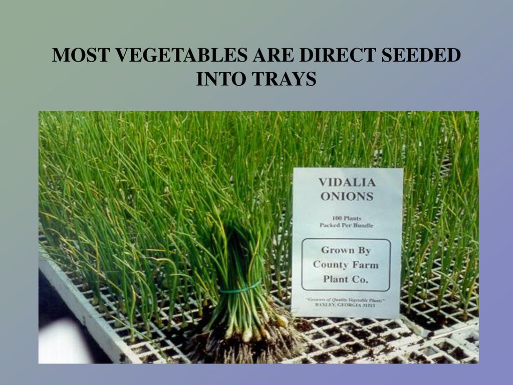 MOST VEGETABLES ARE DIRECT SEEDED INTO TRAYS