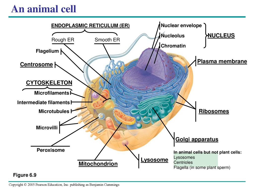 Chapter 6 A Tour Of The Cell. - Ppt Download