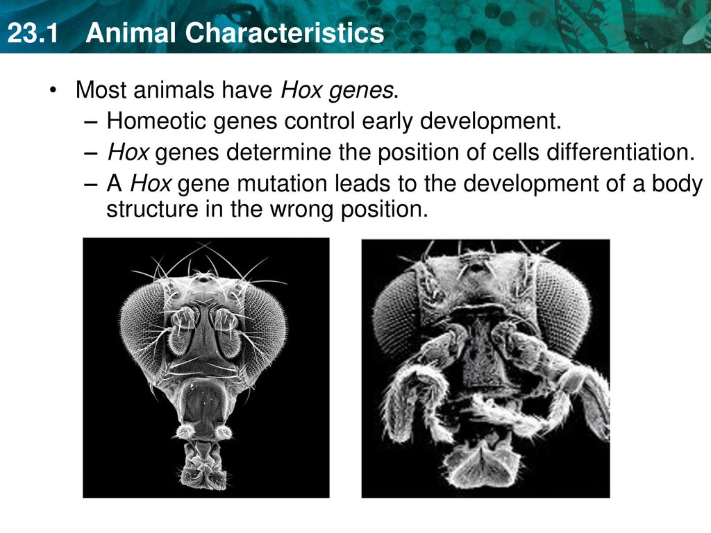 KEY CONCEPT Animals are diverse but share common characteristics. - ppt  download