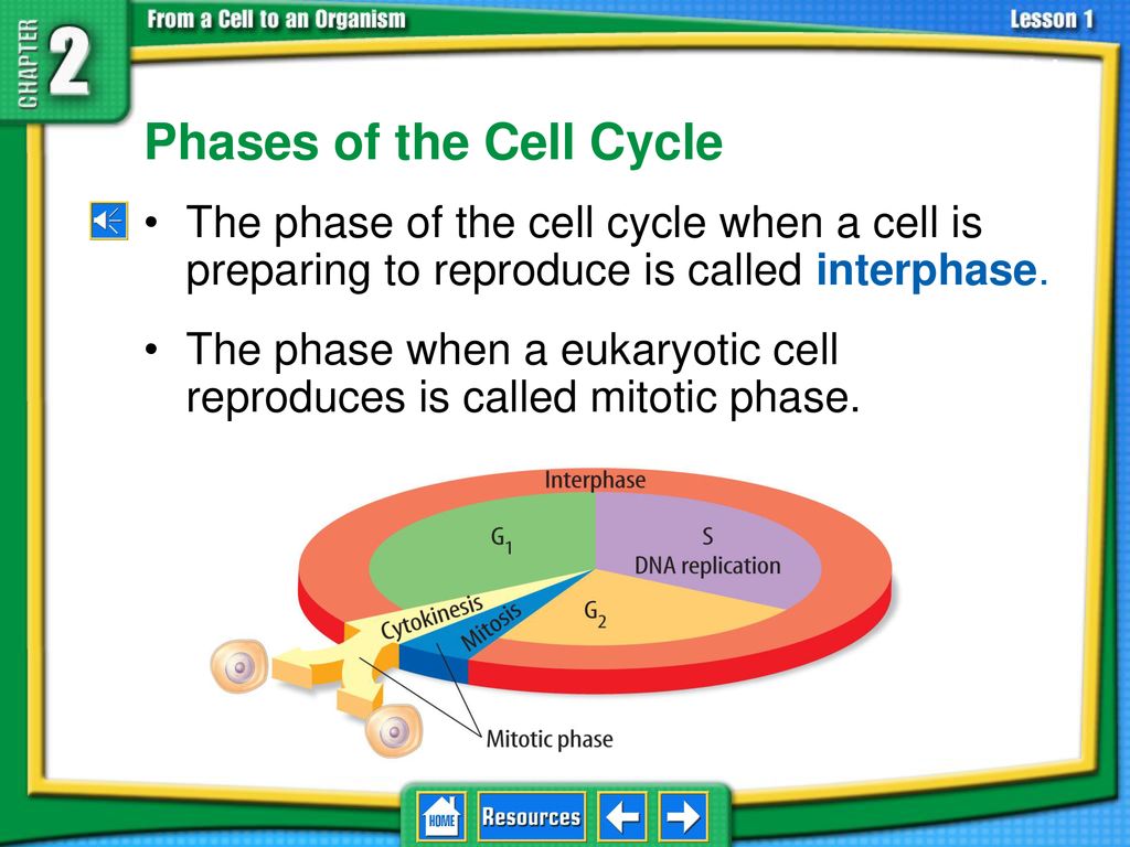 2.1 The Cell Cycle and Cell Division Biology Diagrams