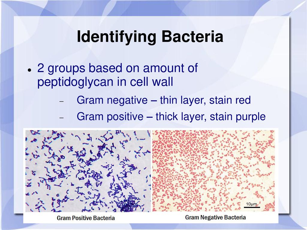 Identifying Bacteria 2 groups based on amount of peptidoglycan in cell wall. Gram negative – thin layer, stain red.