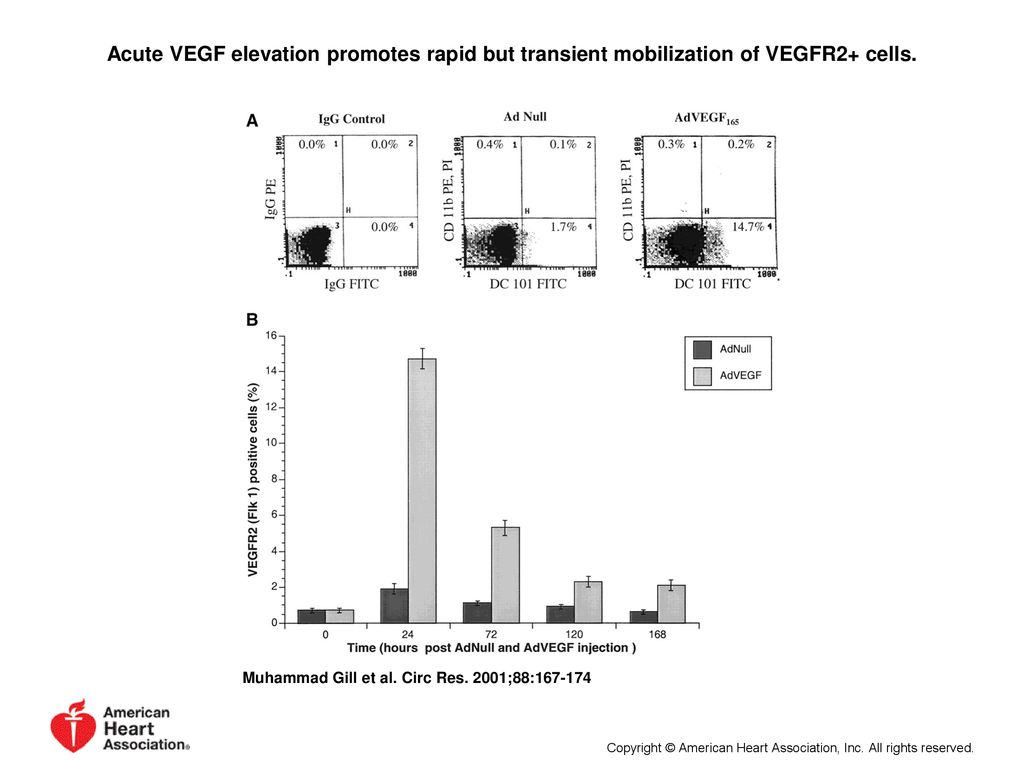 Acute VEGF elevation promotes rapid but transient mobilization of VEGFR2+ cells.